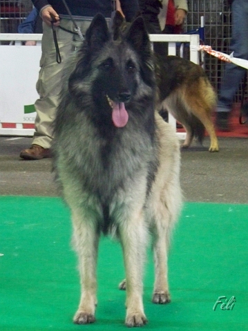 n°97 Dolwen de condivicnum 5434.JPG